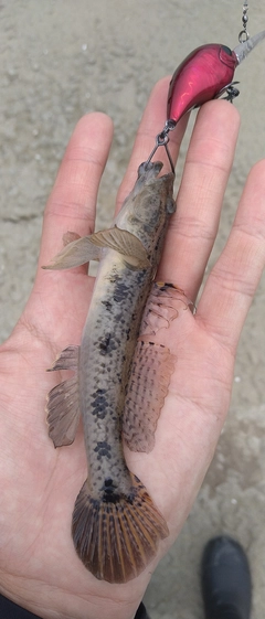 ウロハゼの釣果