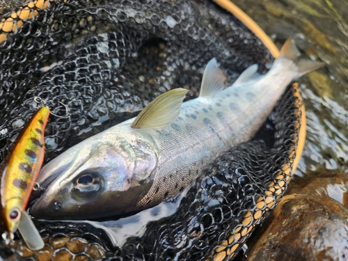 アマゴの釣果