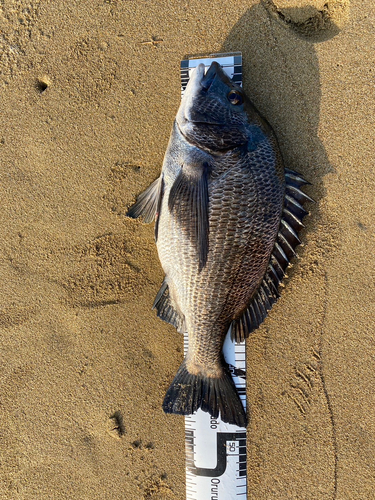 チヌの釣果