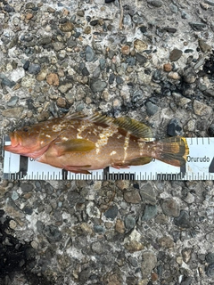 アコウの釣果