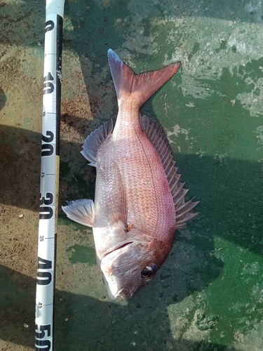 タイの釣果