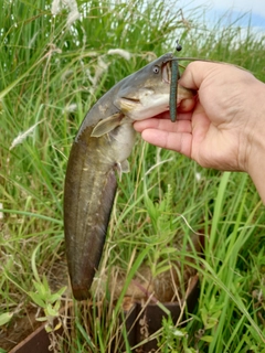 ナマズの釣果