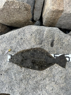 ヒラメの釣果