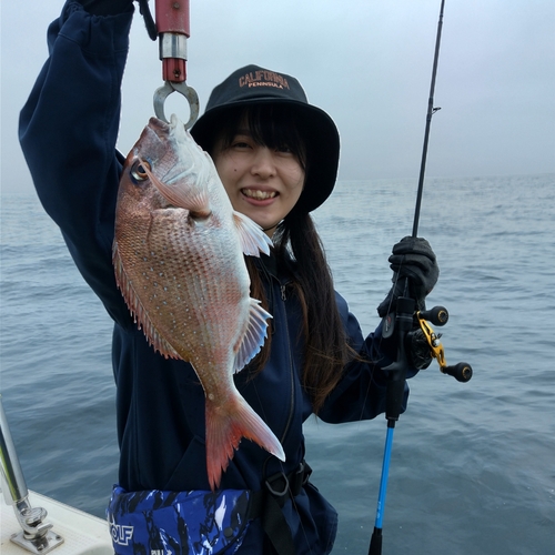 マダイの釣果