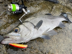 ヒラスズキの釣果