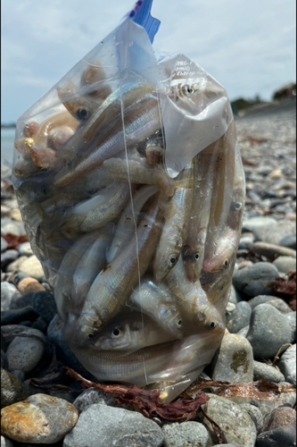 キスの釣果