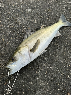 スズキの釣果