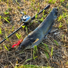 ニホンナマズの釣果