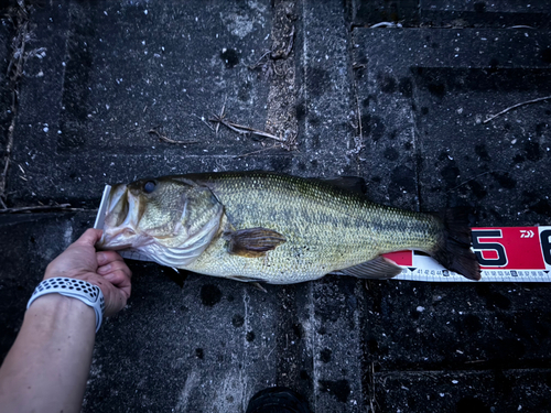 ブラックバスの釣果