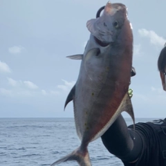 ナンヨウカイワリの釣果