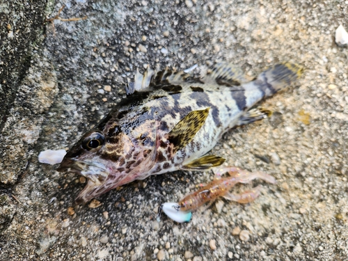 タケノコメバルの釣果