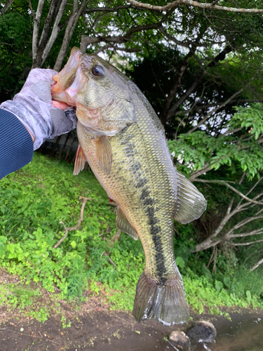 ラージマウスバスの釣果