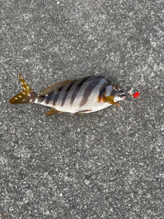 タカノハダイの釣果