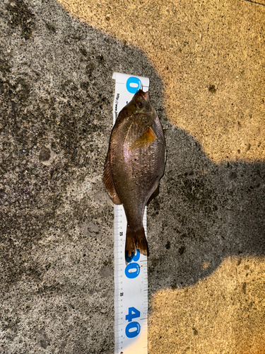 タナゴの釣果