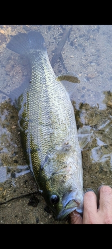 ラージマウスバスの釣果