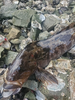 アイナメの釣果