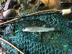 イワナの釣果