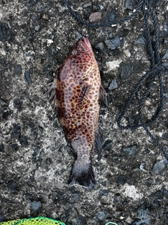 オオモンハタの釣果