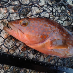 キジハタの釣果