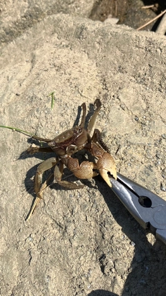 カニの釣果