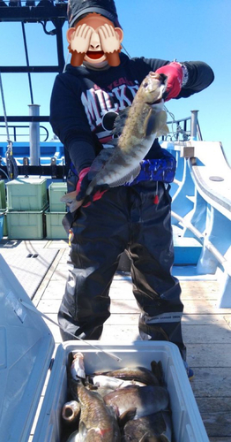 ホッケの釣果