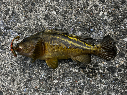 シマゾイの釣果