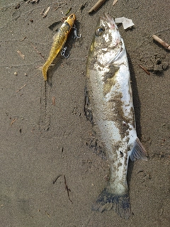 セイゴ（マルスズキ）の釣果