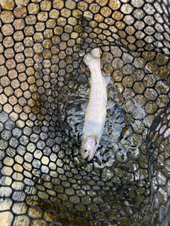 イワナの釣果