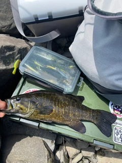 スモールマウスバスの釣果