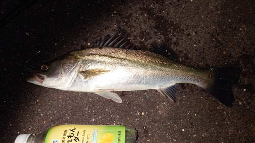 スズキの釣果