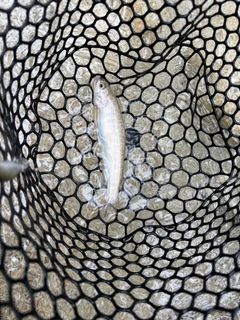 イワナの釣果