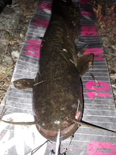 ナマズの釣果