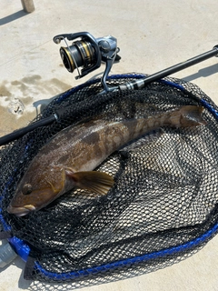 アイナメの釣果