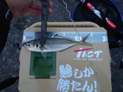 マアジの釣果