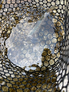 イワナの釣果