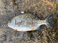 イスズミの釣果