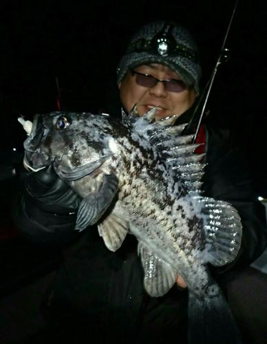 クロソイの釣果