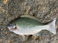 グレの釣果