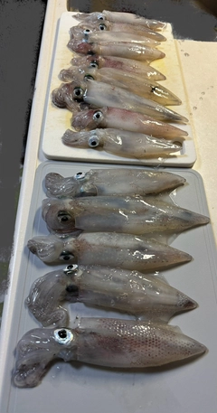 ケンサキイカの釣果