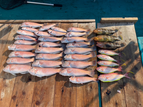 アマダイの釣果