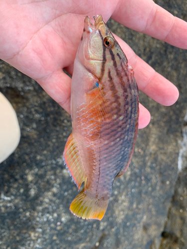 アカササノハベラの釣果