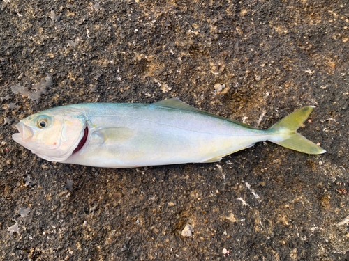 ワカシの釣果