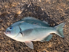 グレの釣果