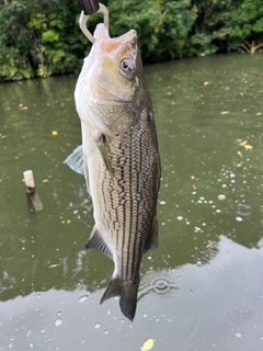 ストライパーの釣果