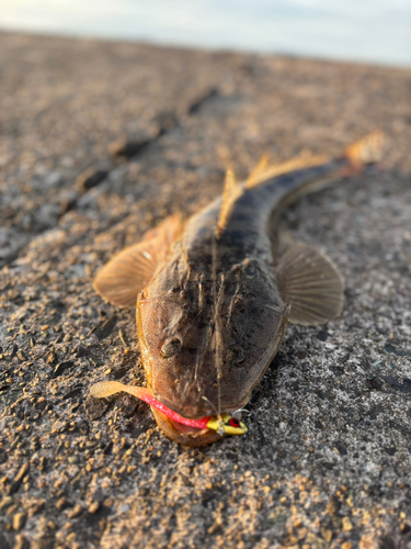 マゴチの釣果