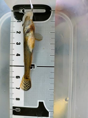 マハゼの釣果