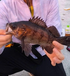 メバルの釣果