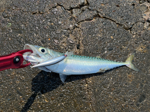 サバの釣果