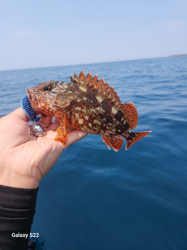 カサゴの釣果