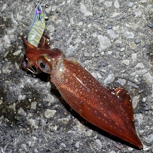 ケンサキイカの釣果